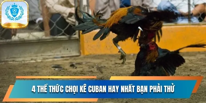 Khám Phá Đá Gà Cuban Đặc Sắc Bậc Nhất Tại Nhà Cái 868Vip 3 4 thể thức chọi kê Cuban hay nhất bạn phải thử