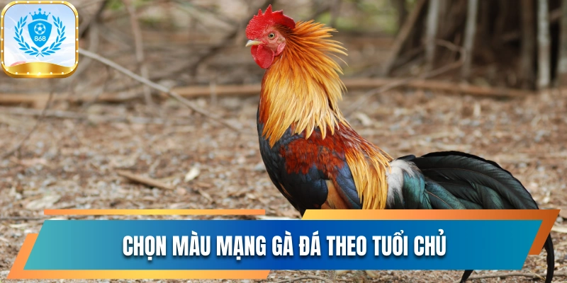 Chọn màu mạng gà đá theo tuổi chủ