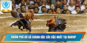 Đá gà Cuban