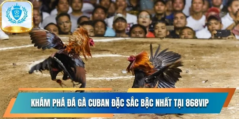 Khám Phá Đá Gà Cuban Đặc Sắc Bậc Nhất Tại Nhà Cái 868Vip