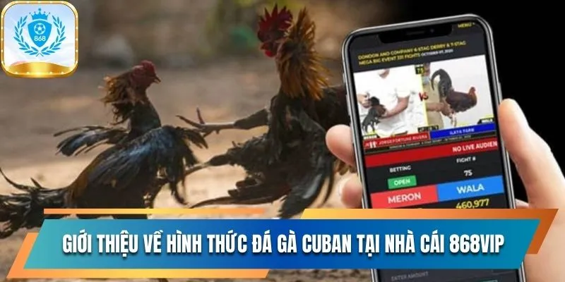 Khám Phá Đá Gà Cuban Đặc Sắc Bậc Nhất Tại Nhà Cái 868Vip 2 Giới thiệu về hình thức đá gà Cuban tại nhà cái 868Vip