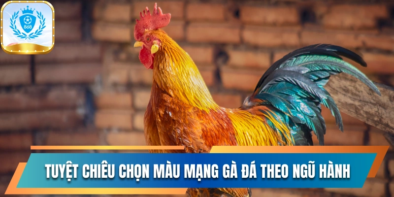 Tuyệt Chiêu Chọn Màu Mạng Gà Đá Theo Phong Thủy Ngũ Hành