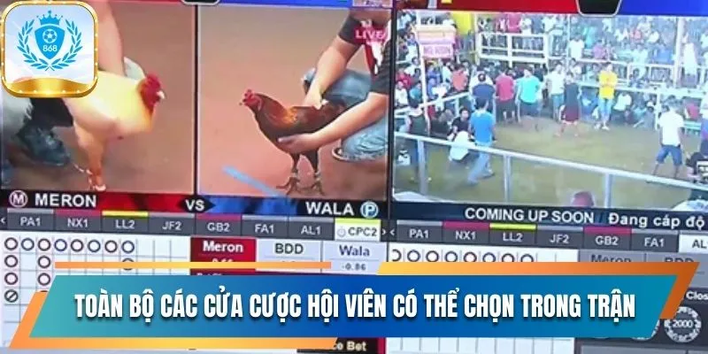 Khám Phá Đá Gà Cuban Đặc Sắc Bậc Nhất Tại Nhà Cái 868Vip 4 Toàn bộ các cửa cược hội viên có thể chọn trong trận